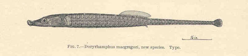 Choeroichthys sculptus (Günther, 1870)